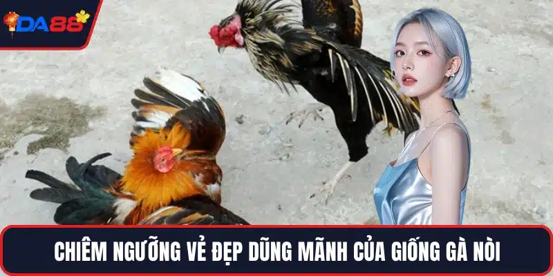 Chiêm ngưỡng vẻ đẹp dũng mãnh của giống gà nòi