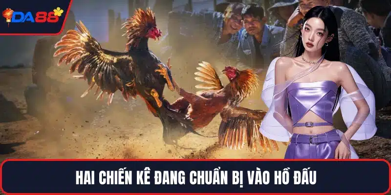 Hai chiến kê đang chuẩn bị vào hồ đấu