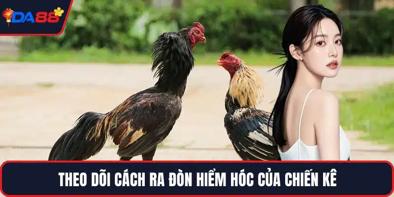 Theo dõi cách ra đòn hiểm hóc của chiến kê